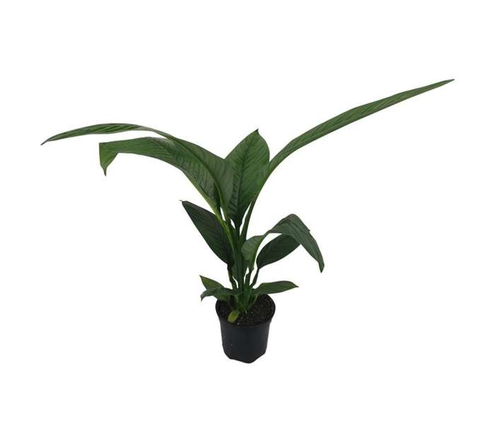 LVG Spathiphyllum Sensation Potted Plant (165mm)