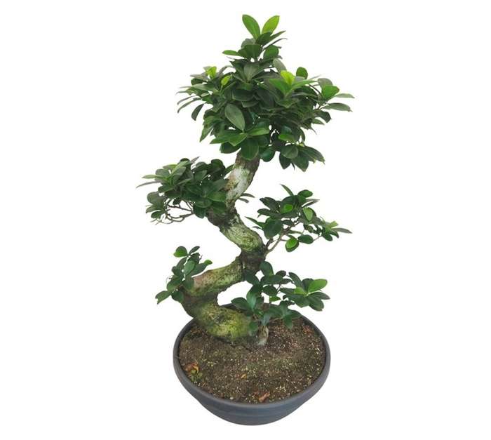Plantimex S-Type Bonsai Tree in Solar Bowl (600mm)
