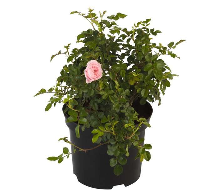 Malanseuns My Granny Potted Plant (10L)