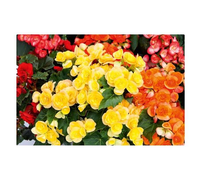 Plantimex Begonia Elatior Pot (140mm)