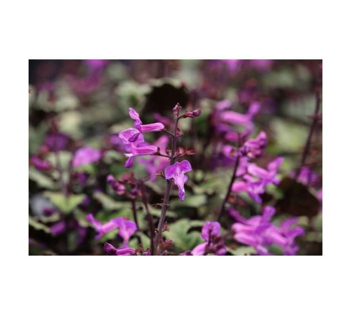 Malanseuns Plectranthus Magic Mona Potted Plant (170mm)
