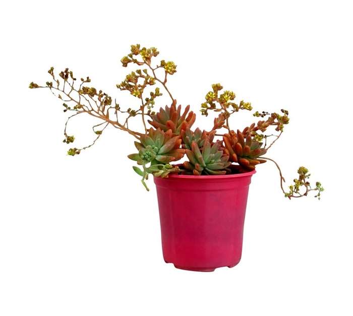 Sedum Assorted (15cm Pot)
