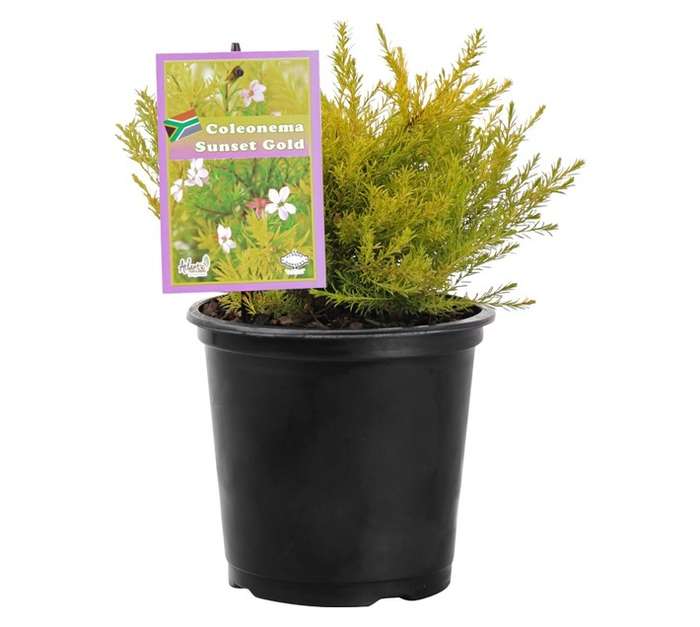 Coleonema Sunset Gold (15cm Pot)