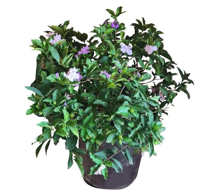 Colorweis Brunsfelsia Pauciflora Flori Bag (10L)