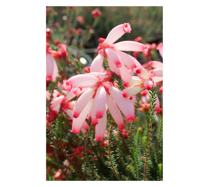 ARNELIA ERICA 15CM POT ASS