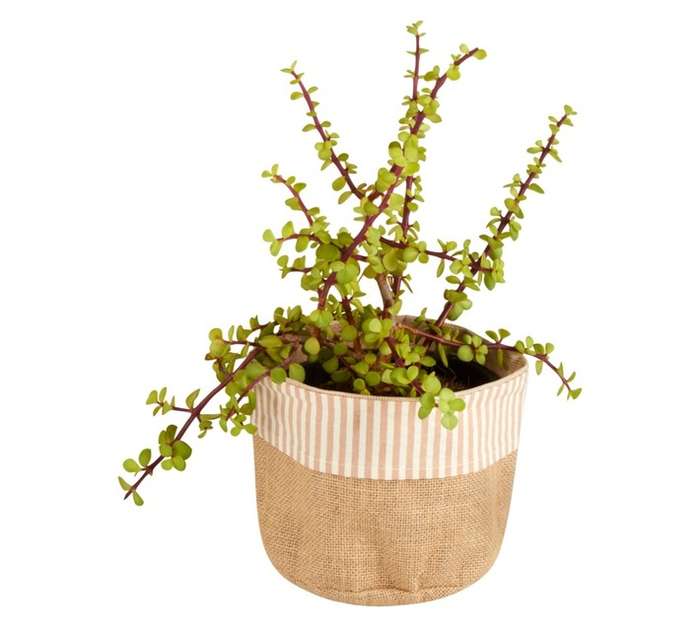Love Cup with Succulent Mix - White (100mm)