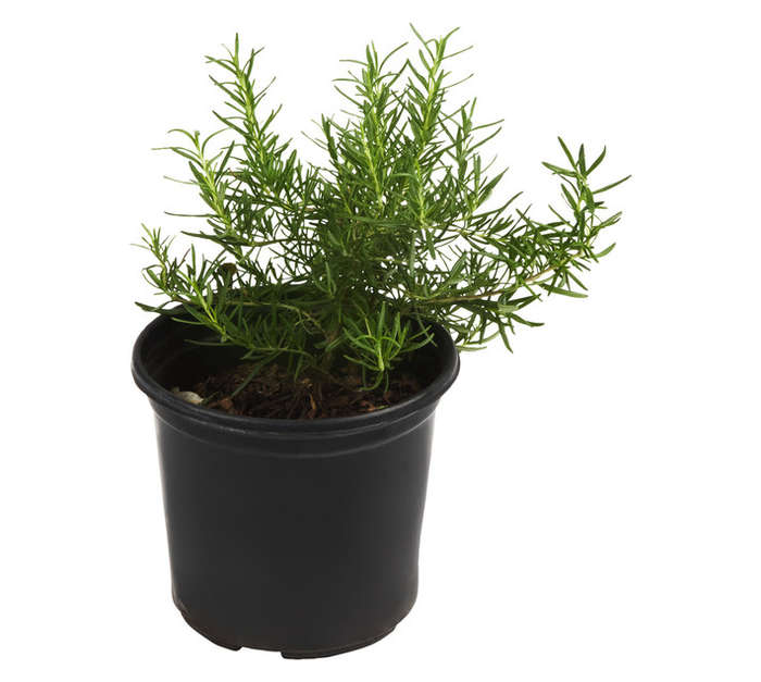 Premium Herb Pot (180mm)