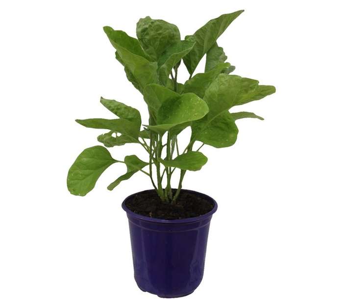 Eggplant White Star (15cm Pot)