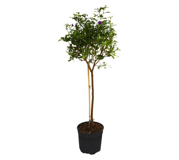 Plantimex FUCH14 Standard Solanum Pot (190mm)
