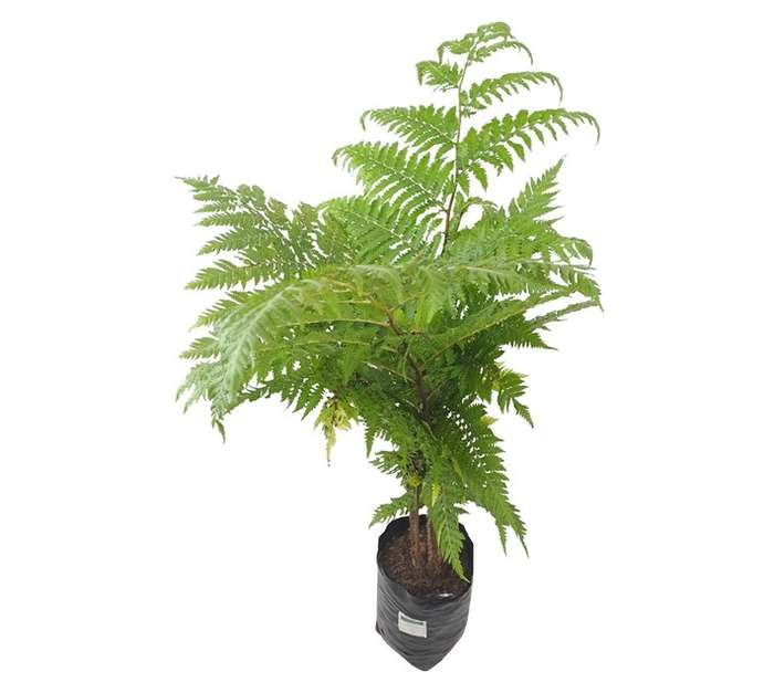 Tuberflora Cyathea Australis Fern (10L)