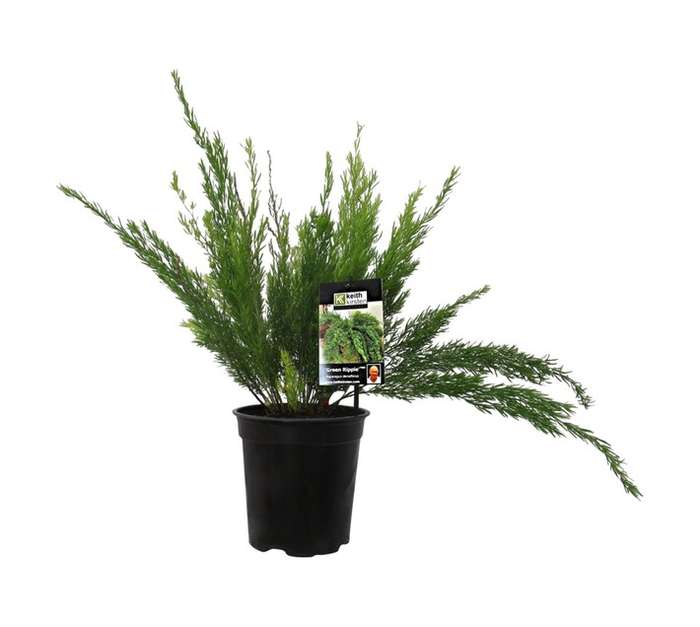 Asparagus Densiflorus Green Ripple PBR (20cm Pot)