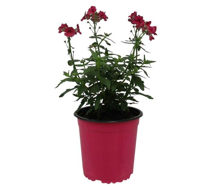 Nemesia Nesia Assorted (15cm Pot)