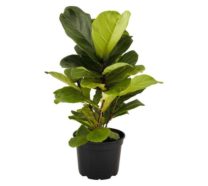San Michell Ficus Lyrata Plant (190mm)