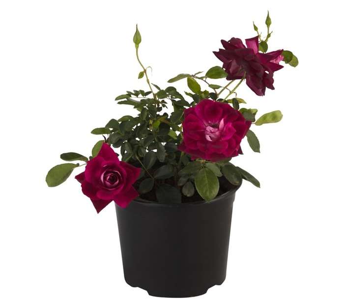 Malanseuns Rose Burgundy Iceberg Potted Plant (170mm)