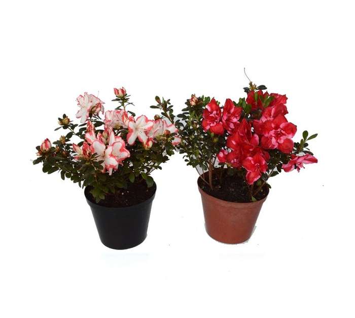 Plantimex AZAL16.5 Assorted Azalea (165mm)
