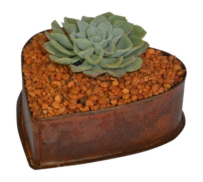 Swashbuckle Garden Heart Succulent Mix in Tin
