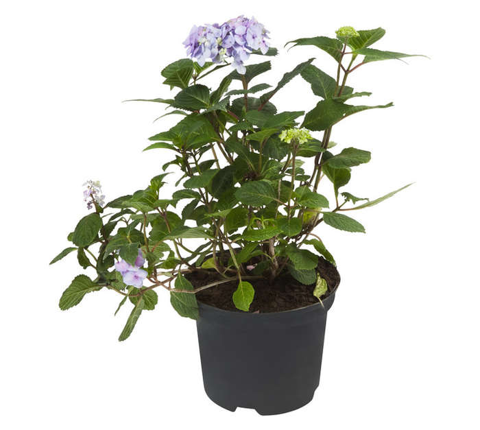 Malanseuns Hydrangea Endless Summer Blue Potted Plant (190mm)