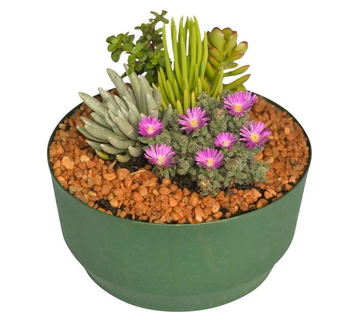 Swashbuckle Succulent Mix in Bowl (200mm)