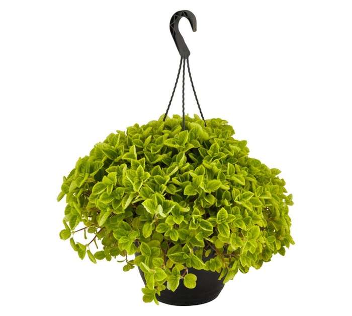 San Michell Pilea Nummulariifolia Plant (250mm)