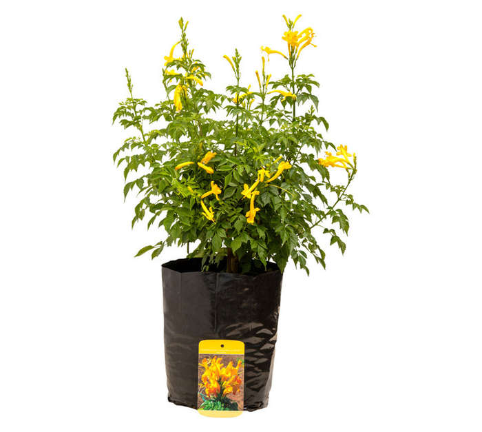 Colorweis Compact Tecomaria Sun Lovers Shrub - Dark Yellow (5L)