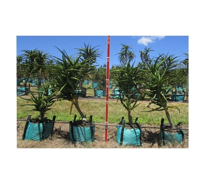 Aloe Aloiden Tongaensis Medusa (100L Bag)