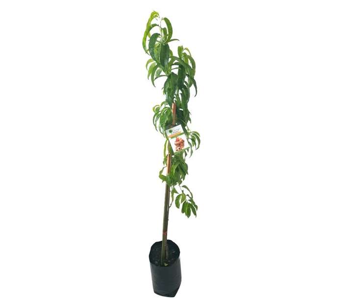Giving Trees Culemborg Peach Fruit Tree (10L)