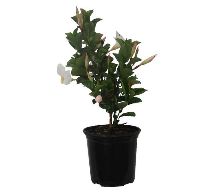 Dipl Diamantina Jade White (15cm Pot)