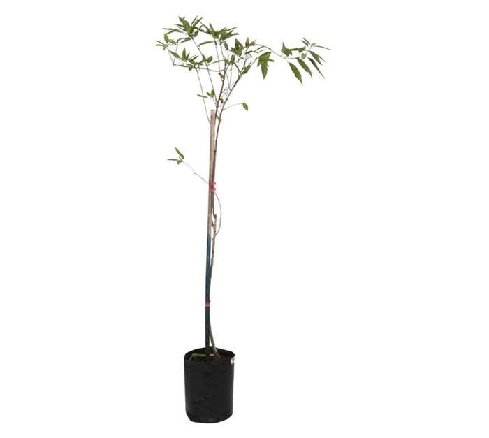 Giving Trees Assorted Almonds Fruit Tree (10L)