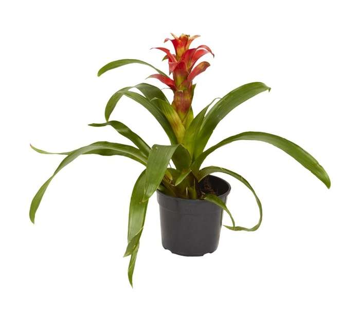 Plantimex Guzmania Pot - Black (165 x 180 x 150mm)