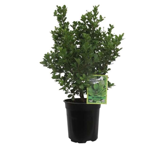 Searsia Crenata Ale Rhus (20cm Pot)