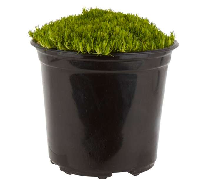 Cover Itt Creeping Selection Pot (140mm)