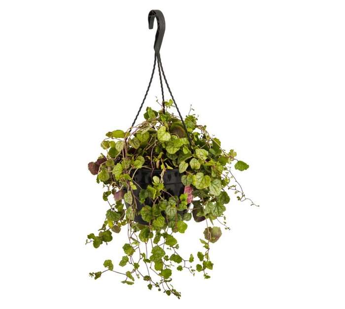 San Michell Assorted Senecio Plant (210mm)