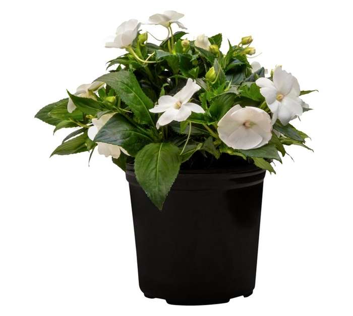 Colorweis Sunpatiens Compact Pot (170mm)