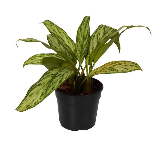 Plantimex Aglaonema Silver Queen Pot (150mm)
