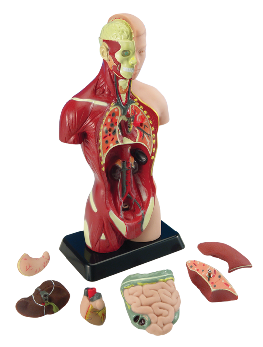 Mini Human Anatomy model with stand