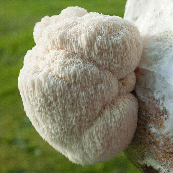 Lion's Mane Culture - 0.10kg