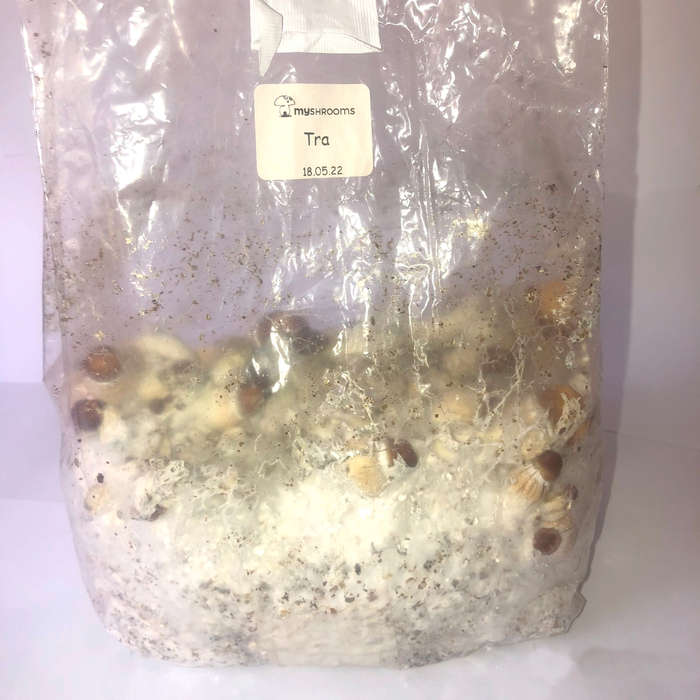 Culture Club Grow In A Bag Promo