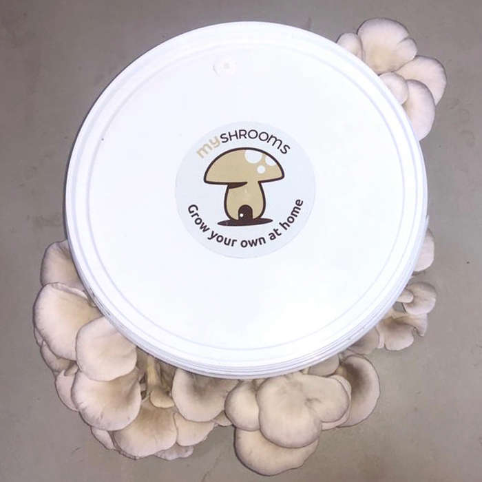 MyShrooms License Disc Stickers