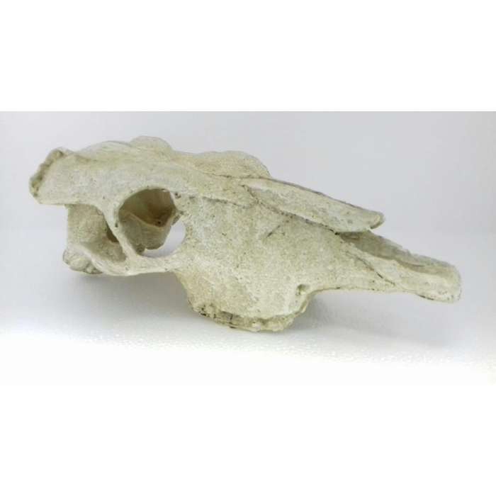 Buck Skull