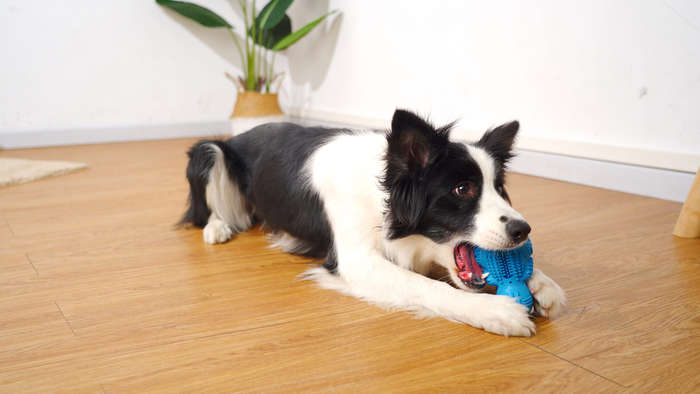 DinoTuff Rugged Dental Chew