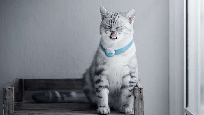 Agile Pro GPS Pet Tracker