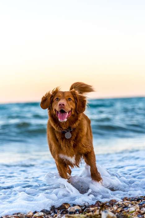 Dog and puppy training techniques