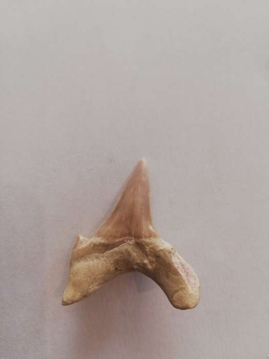 FOSSILIZED SHARK TEETH (two)