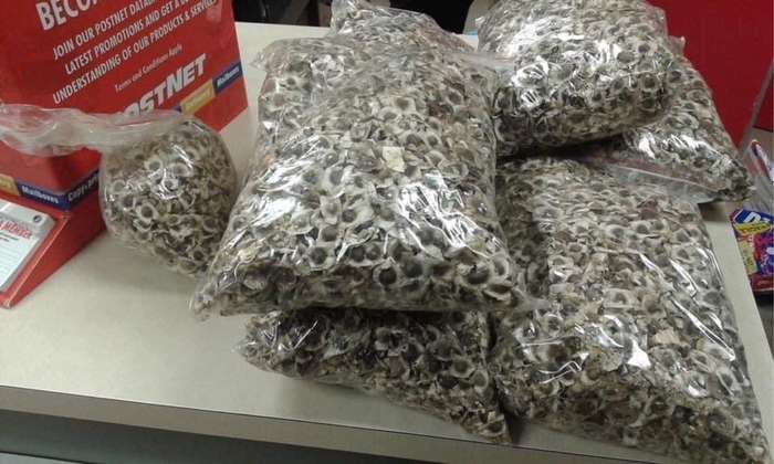 Bulk moringa seeds  , 1 kg pack