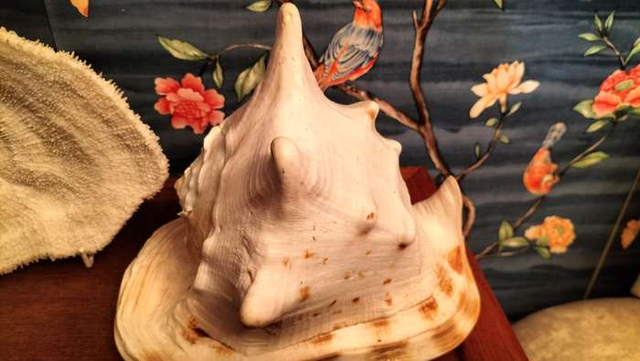 Set of 3 Coral, Large Helmut Shell & Conch Shell