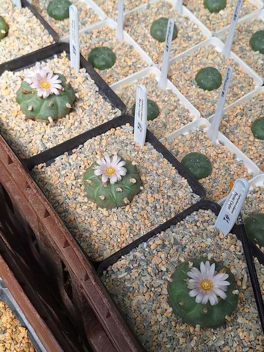 Lophophora williamsii (Peyote Cactus) 100's Seed Pack x10