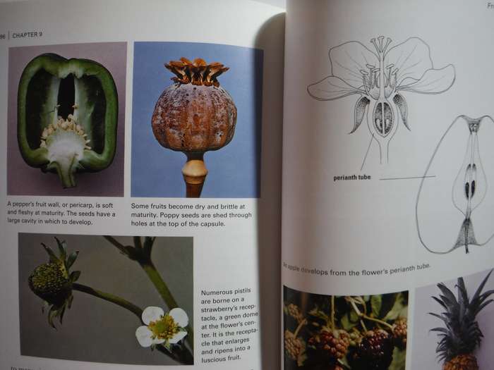 Botany for Gardeners - Paperback - Brian Capon
