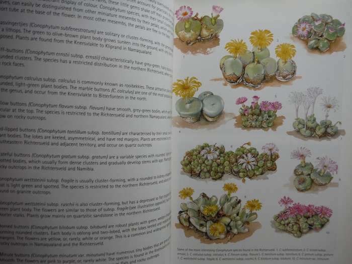 Succulents of South Africa : A Guide to the Regional Diversity - Paperback - Ernst van Jaarsveld