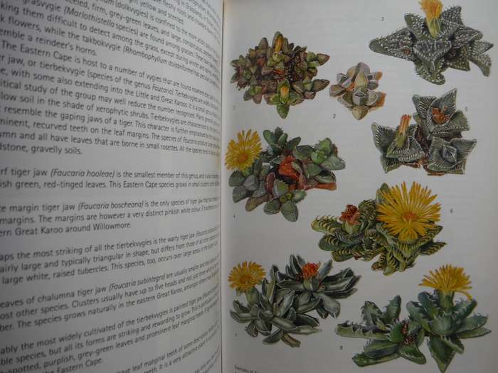 Succulents of South Africa : A Guide to the Regional Diversity - Paperback - Ernst van Jaarsveld