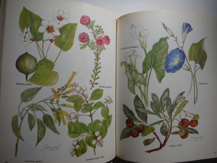Poisonous Plants in South African Gardens and Parks : A Field Guide - Hardcover - Joan Munday